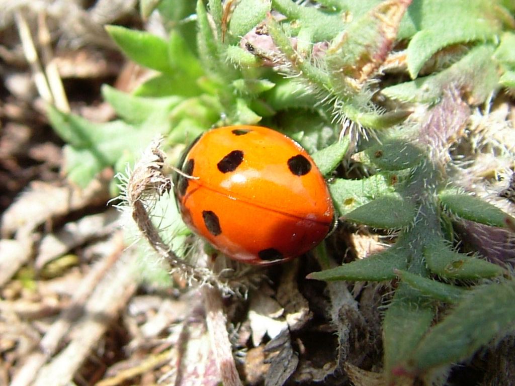 Coccinelle
